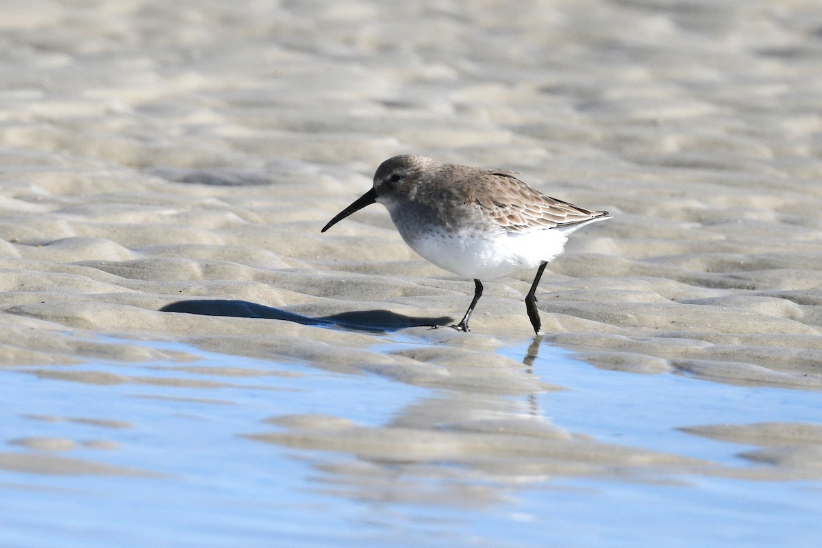 Dunlin - ML646006498