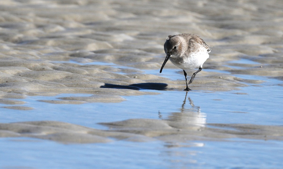 Dunlin - ML646006499