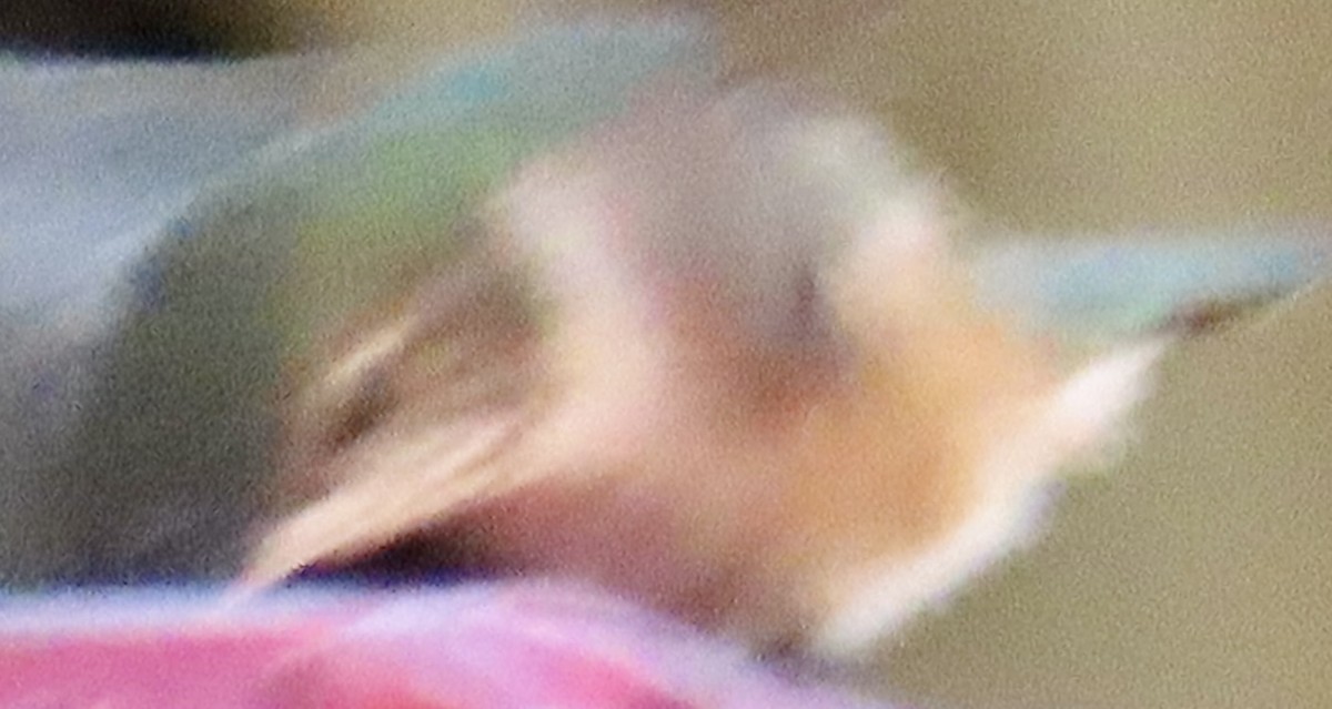 Rufous Hummingbird - ML646006500