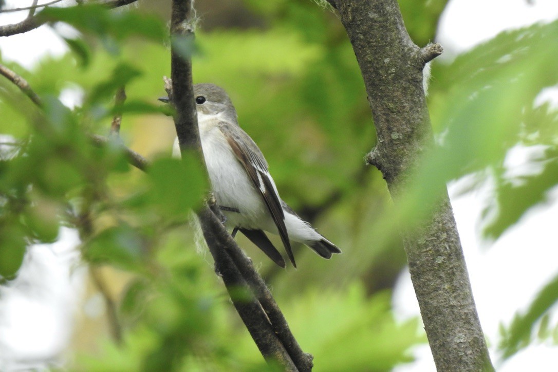 Euli-txori lepazuria - ML646006501