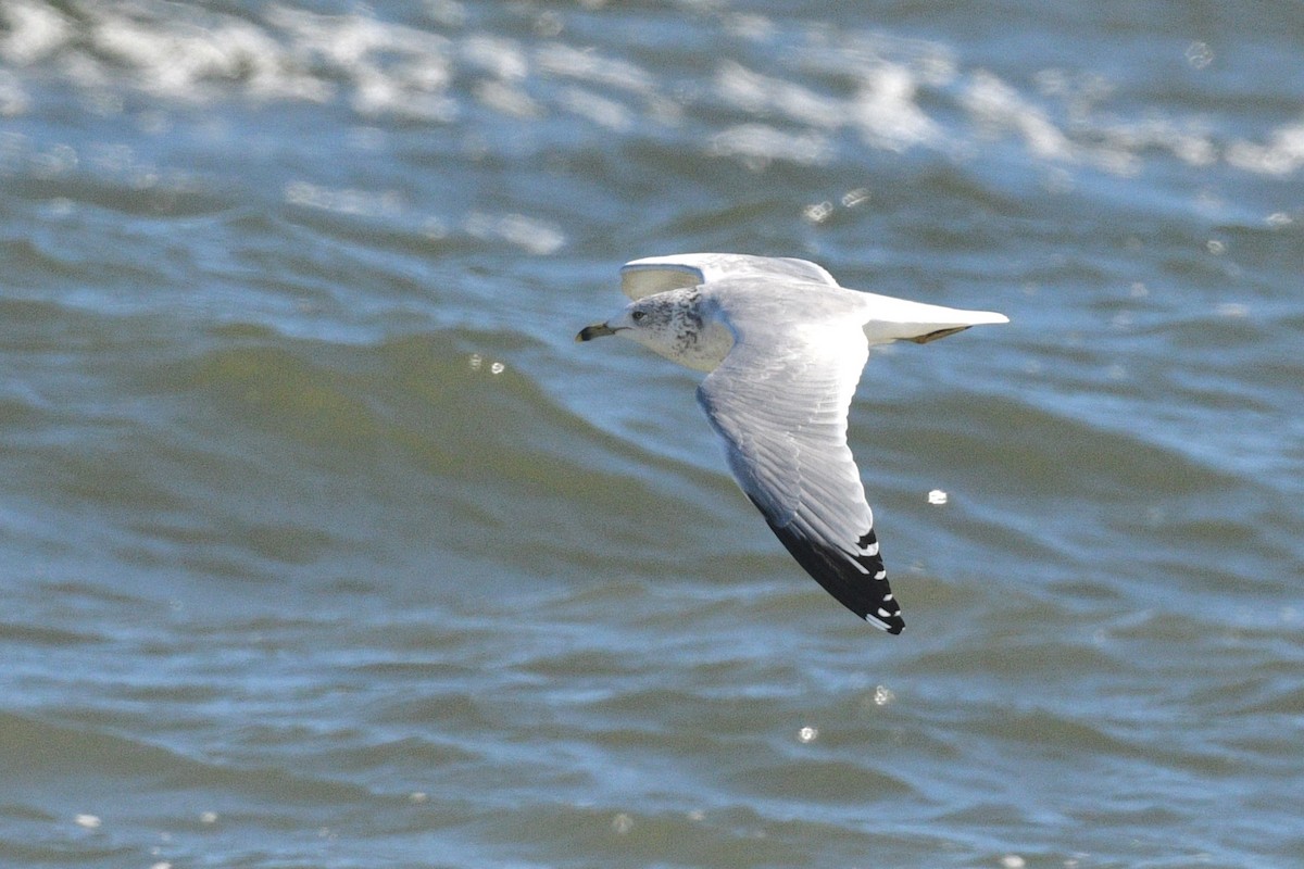 Ring-billed Gull - ML646006504