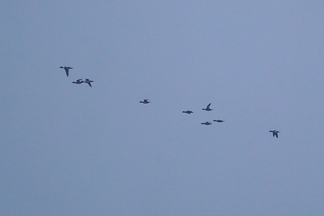 Common Goldeneye - ML646006505