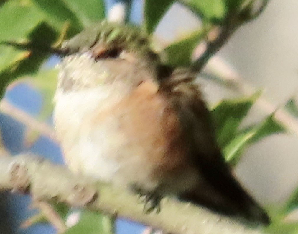 Rufous Hummingbird - ML646006506