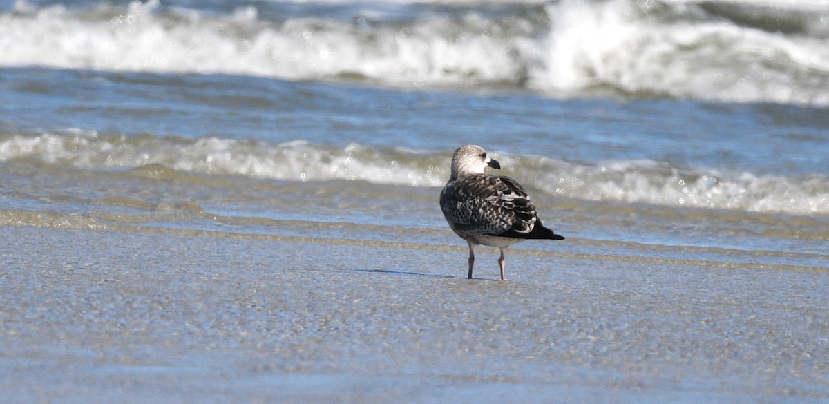 Great Black-backed Gull - ML646006513