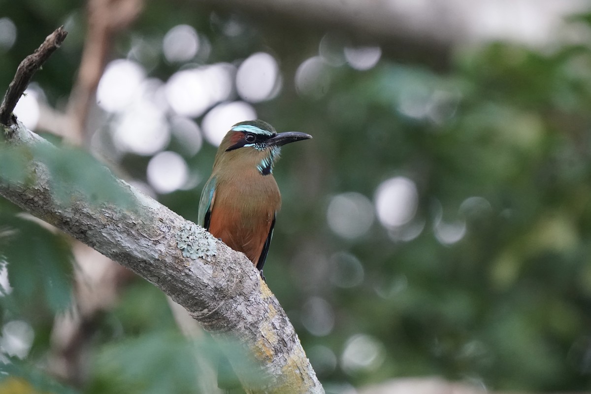 Turquoise-browed Motmot - ML646006516