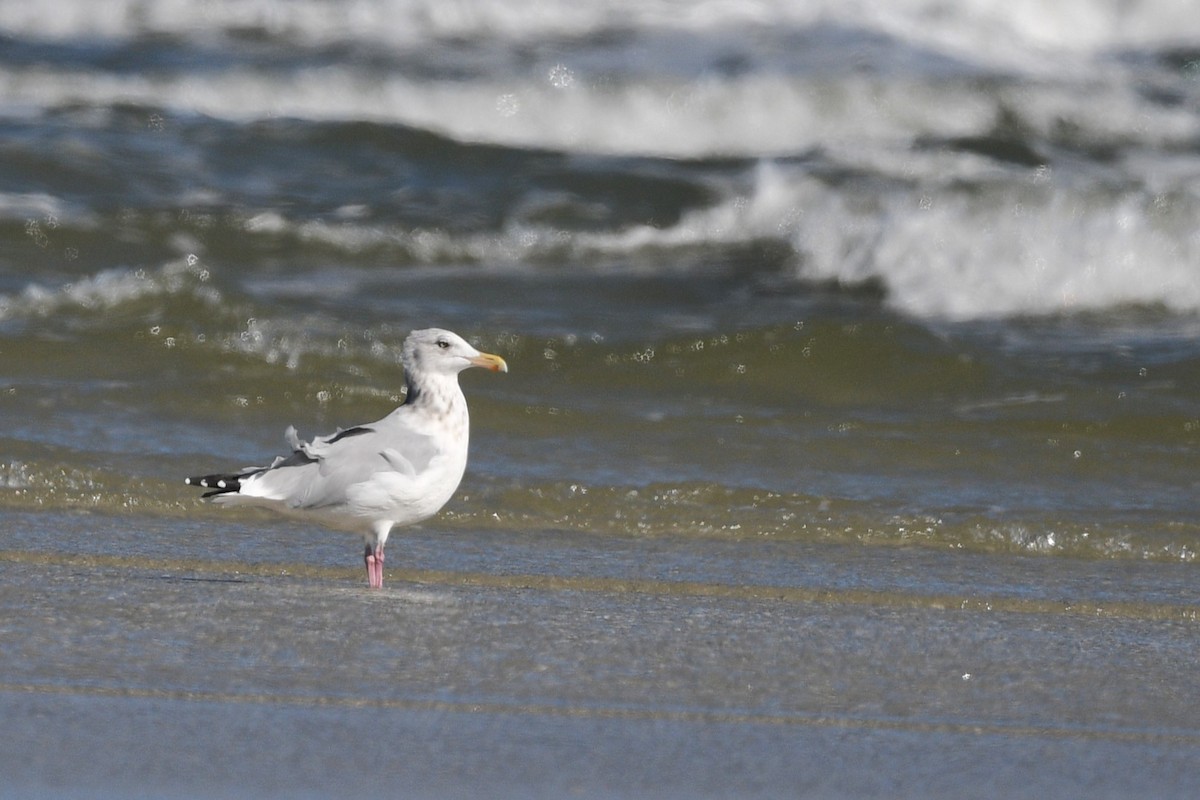 American Herring Gull - ML646006517