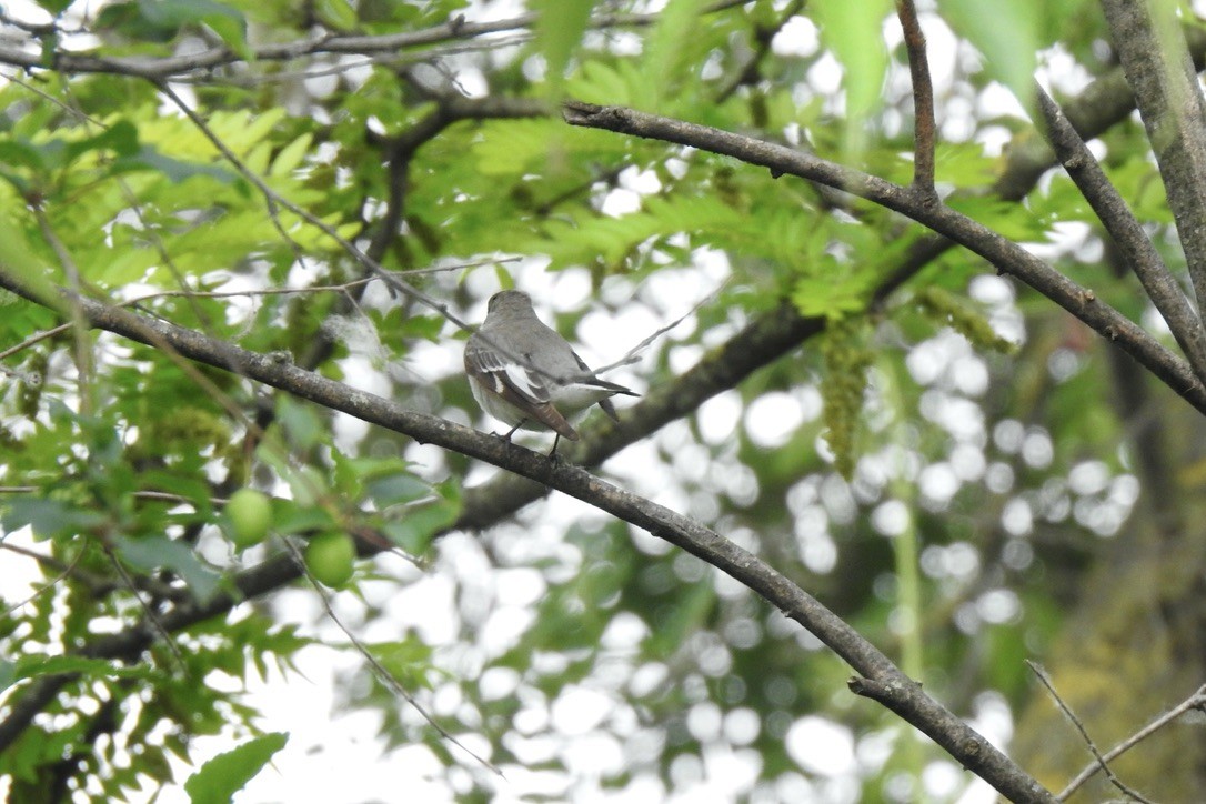 Euli-txori lepazuria - ML646006522