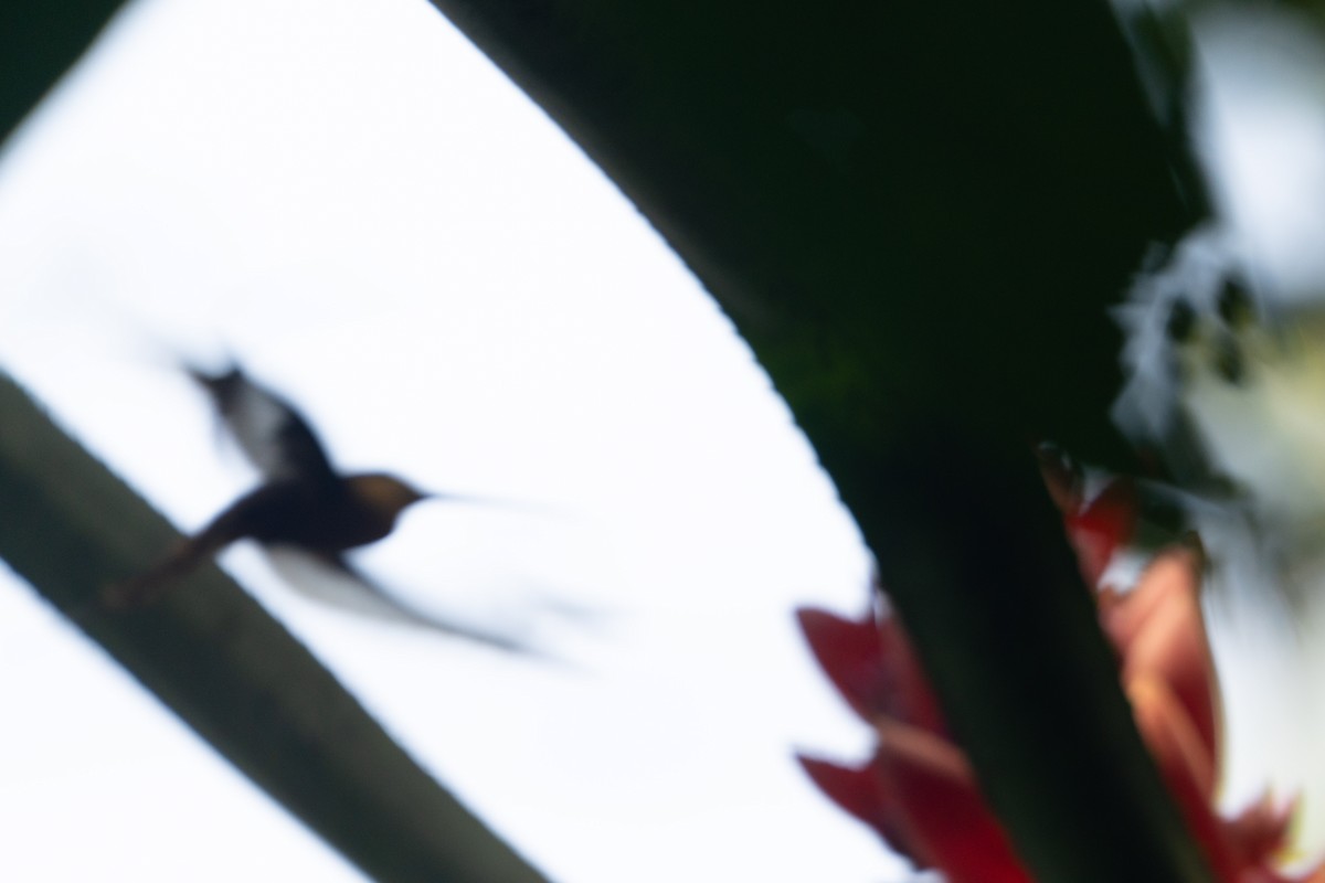 Straight-billed Hermit - ML646006528