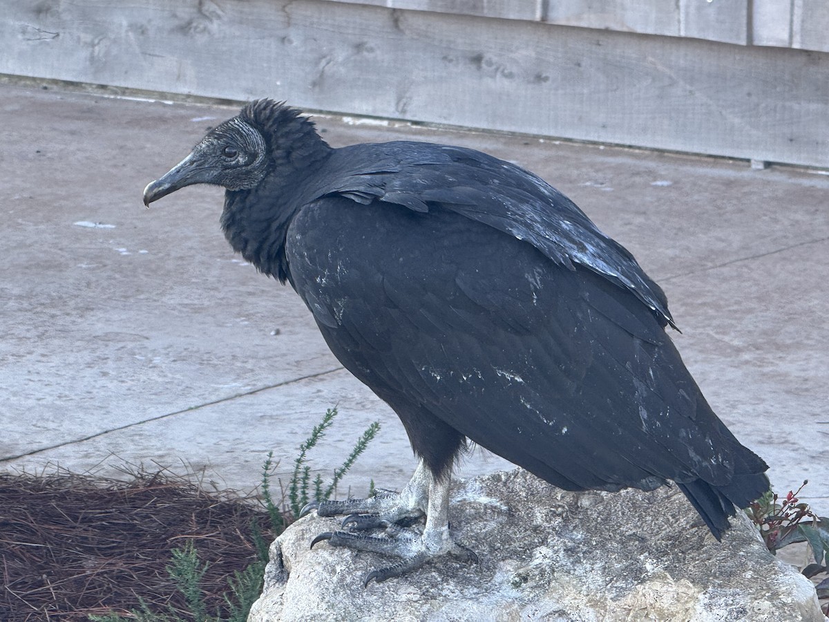 Black Vulture - ML646006529