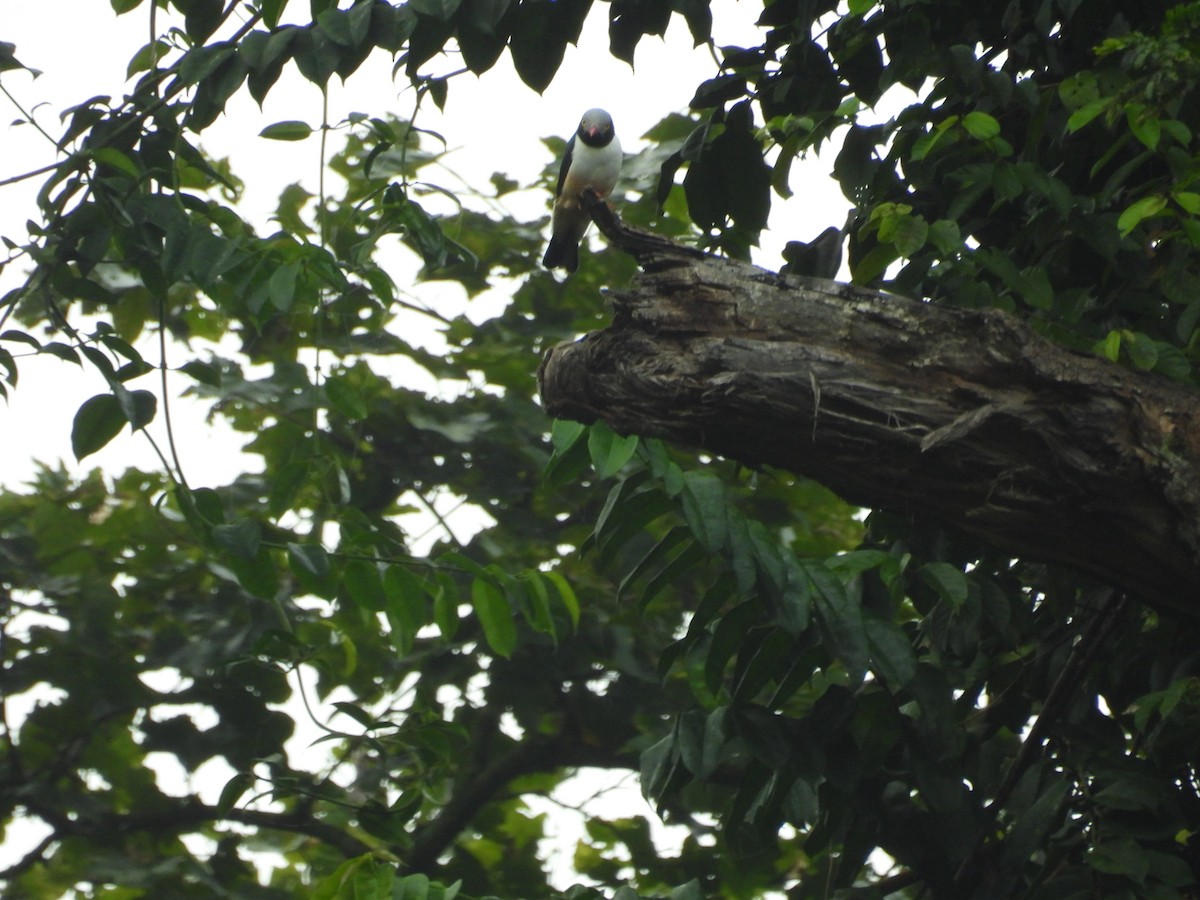 Red-billed Helmetshrike - ML646006534