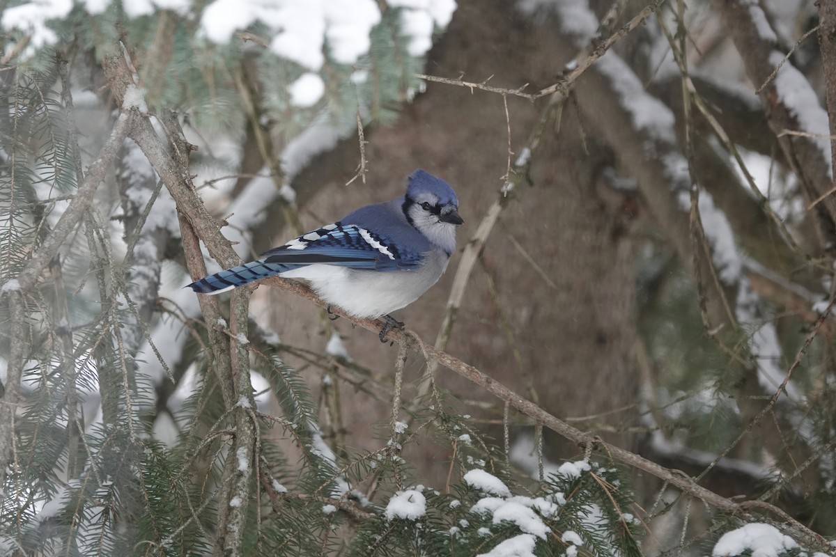 sojka chocholatá - ML646006542