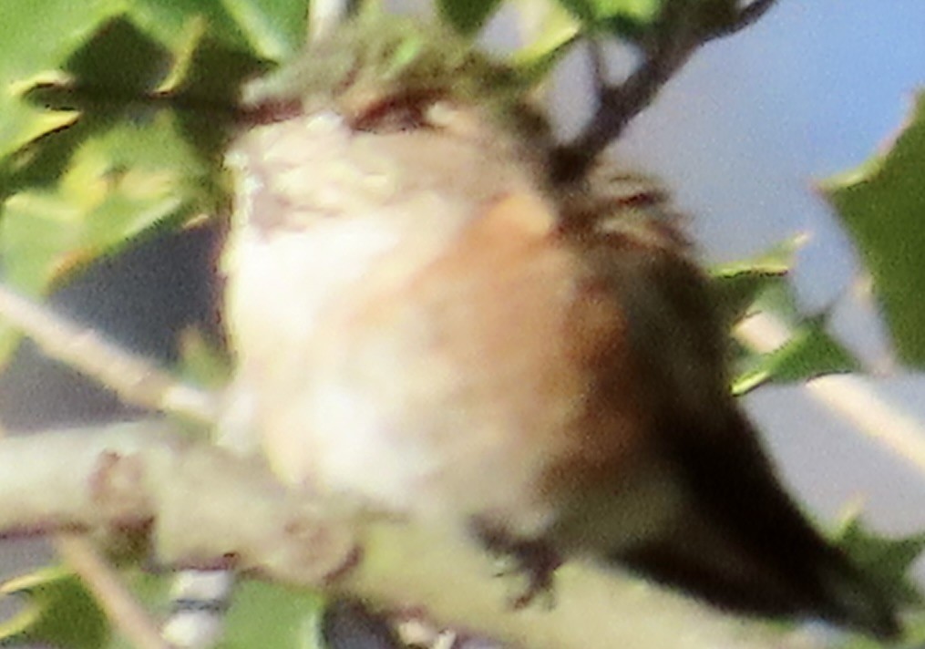 Rufous Hummingbird - ML646006545