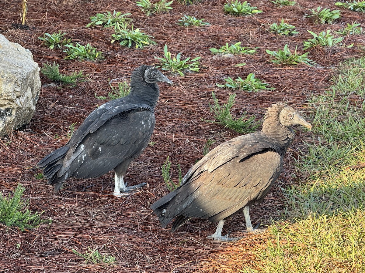 Black Vulture - ML646006549