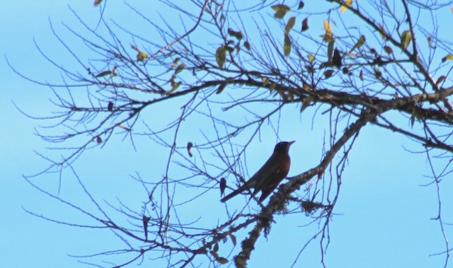American Robin - ML646006557