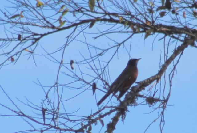 American Robin - ML646006558