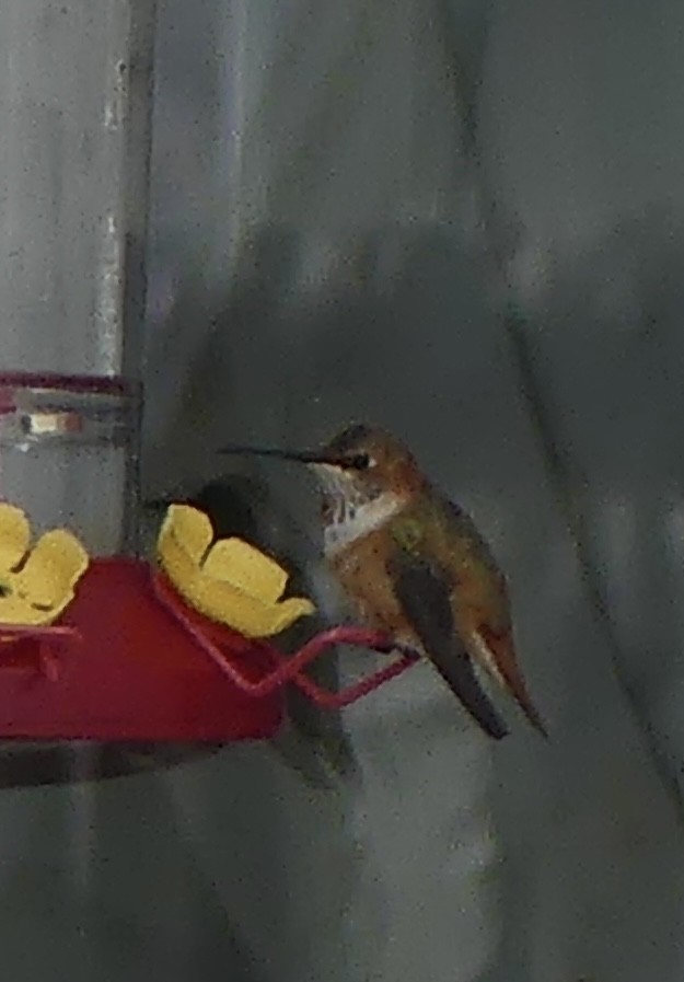 Rufous Hummingbird - ML646006560