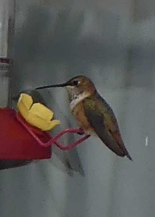 Rufous Hummingbird - ML646006561