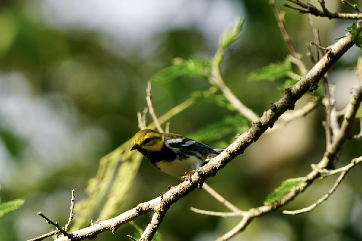 Black-throated Green Warbler - ML646006566