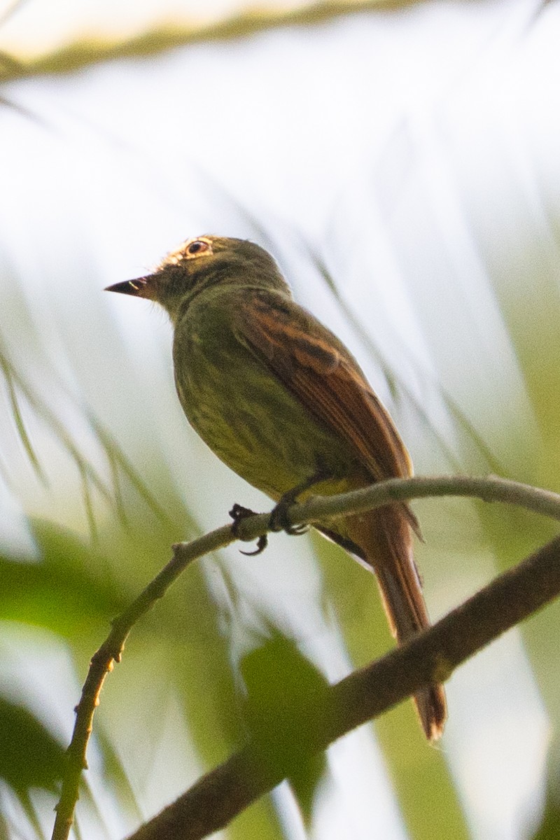 Rufous-tailed Flatbill - ML646006567