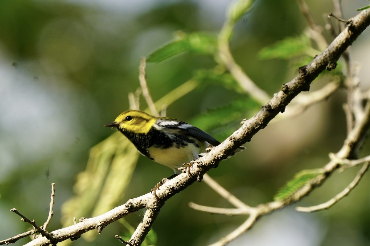 Black-throated Green Warbler - ML646006572