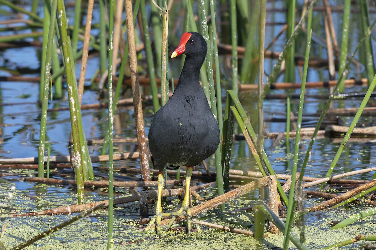 Common Gallinule - ML646006573
