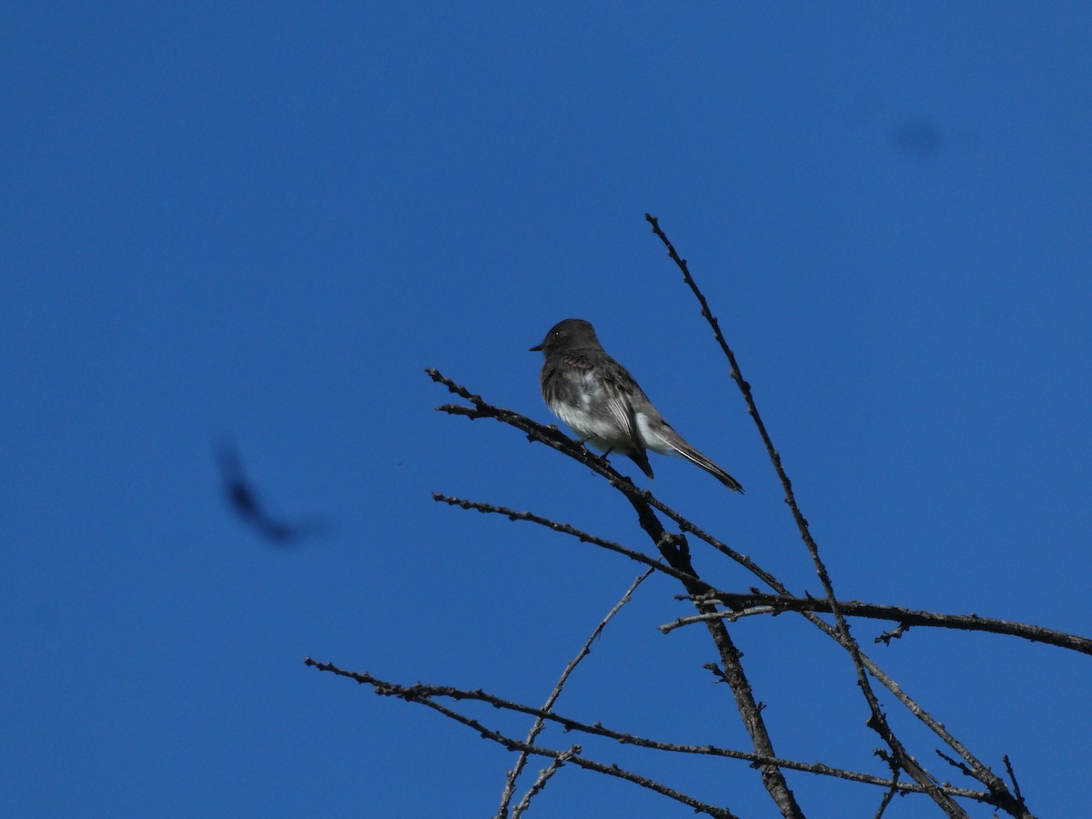 Black Phoebe - ML646006580