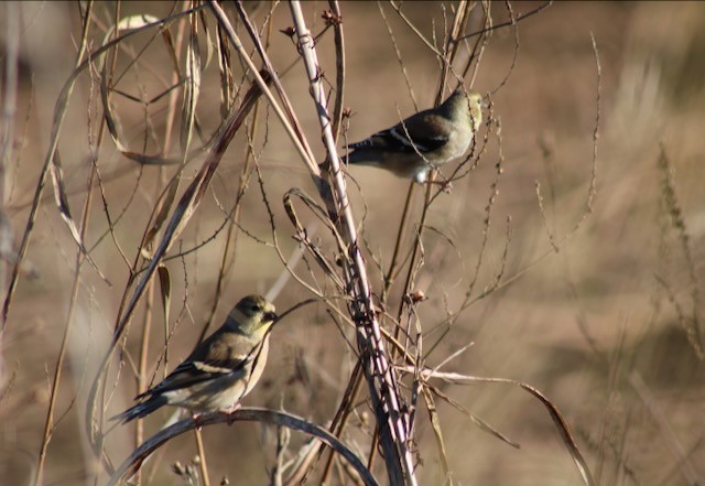 American Goldfinch - ML646006581