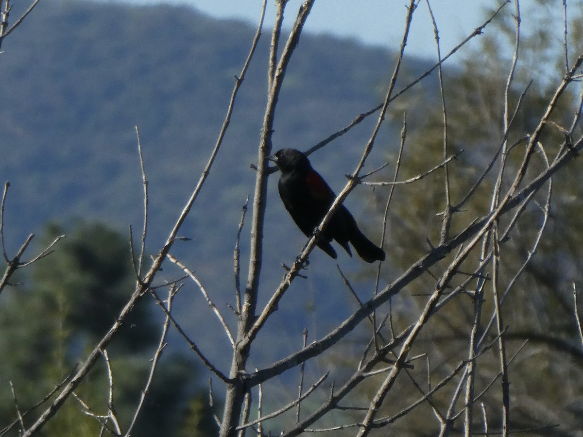 Red-winged Blackbird - ML646006589