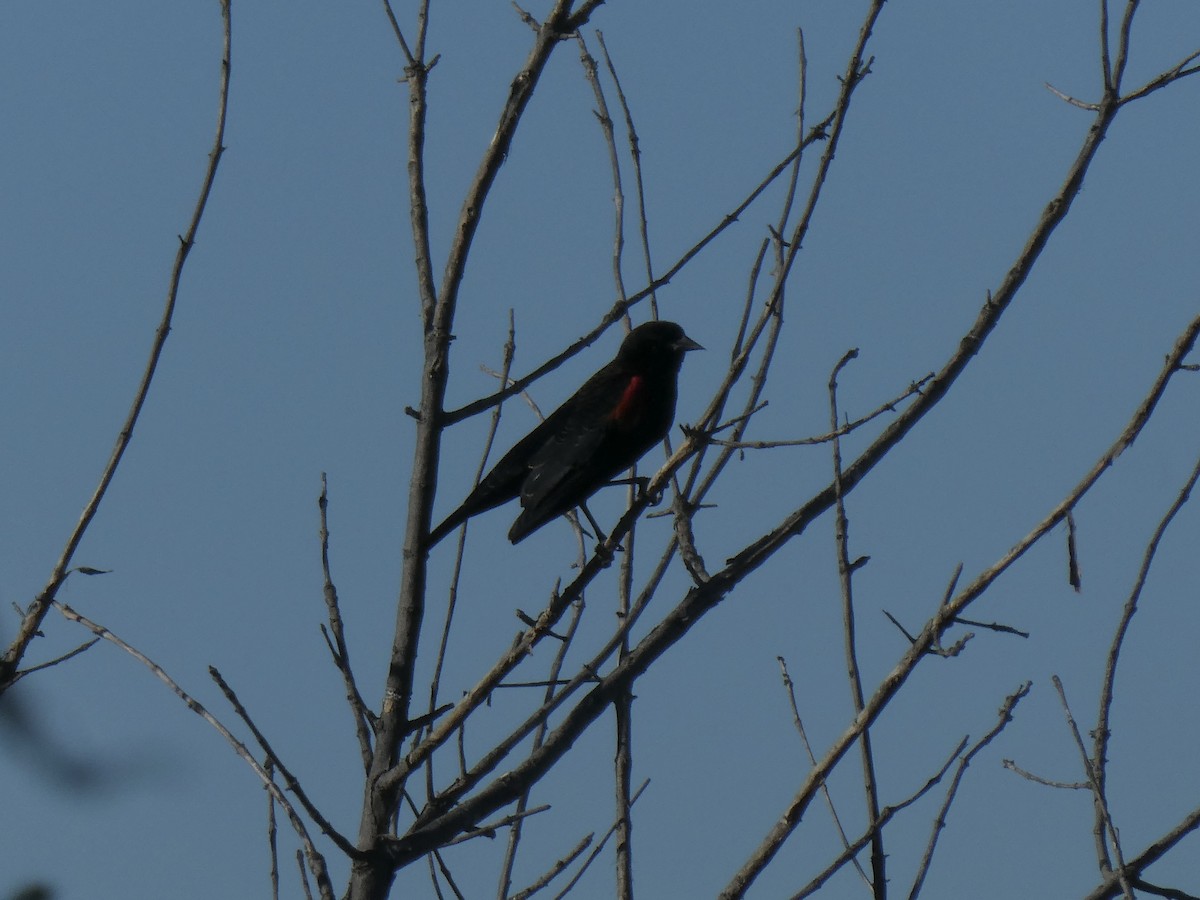 Red-winged Blackbird - ML646006590