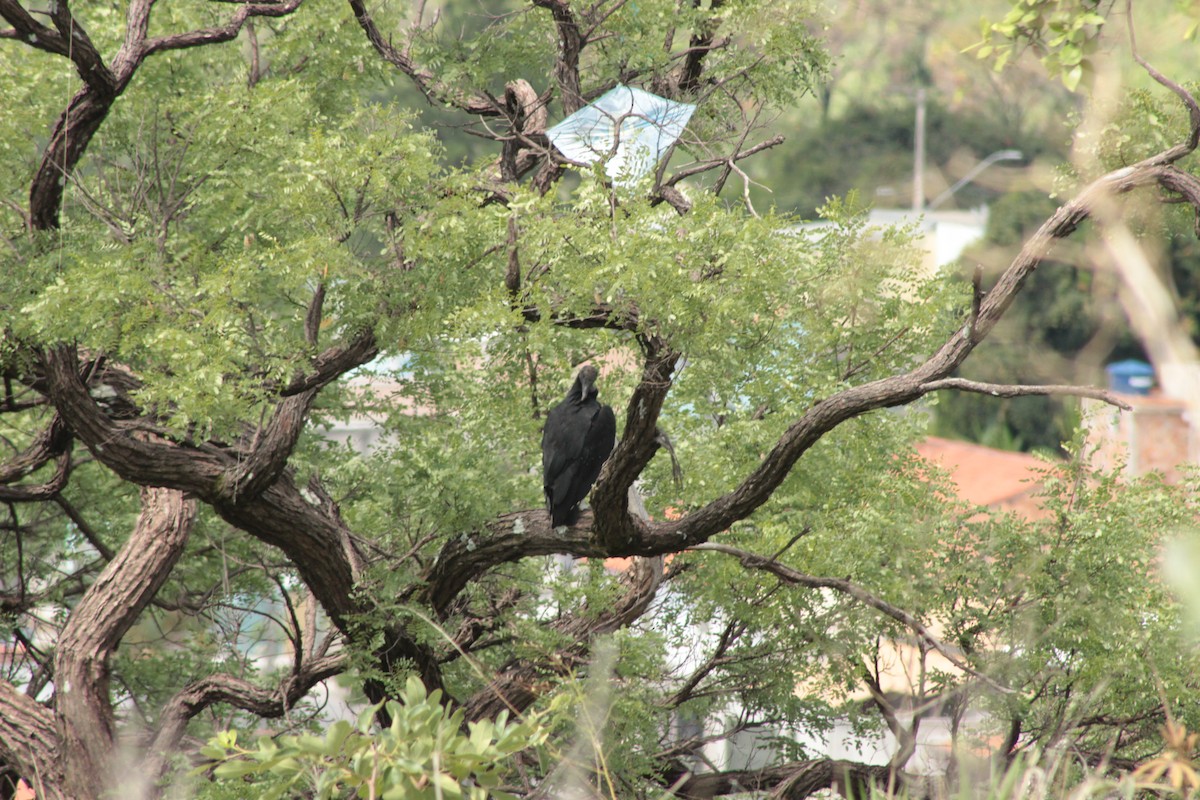 Black Vulture - ML646006593
