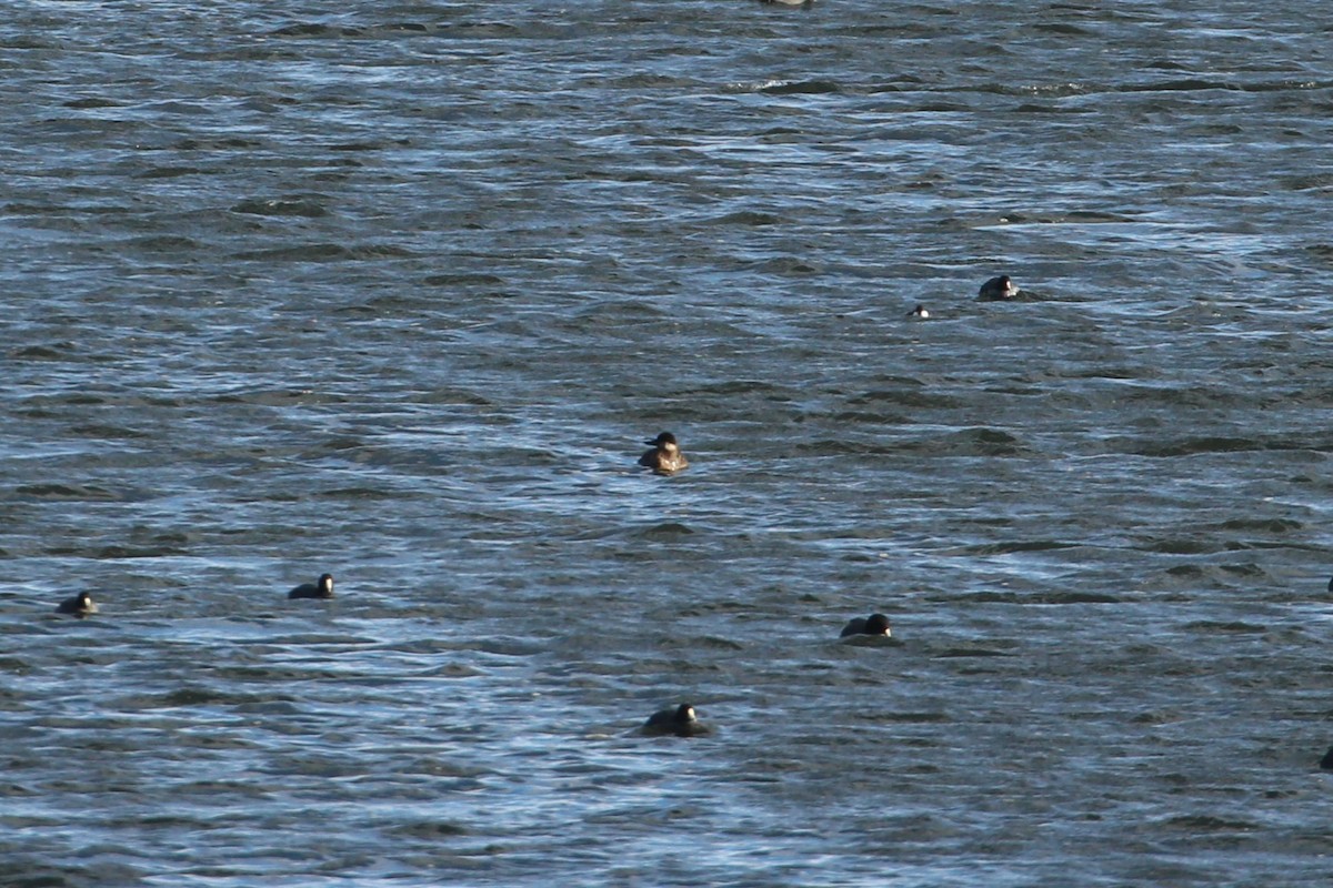 turpan žlutozobý - ML646006595