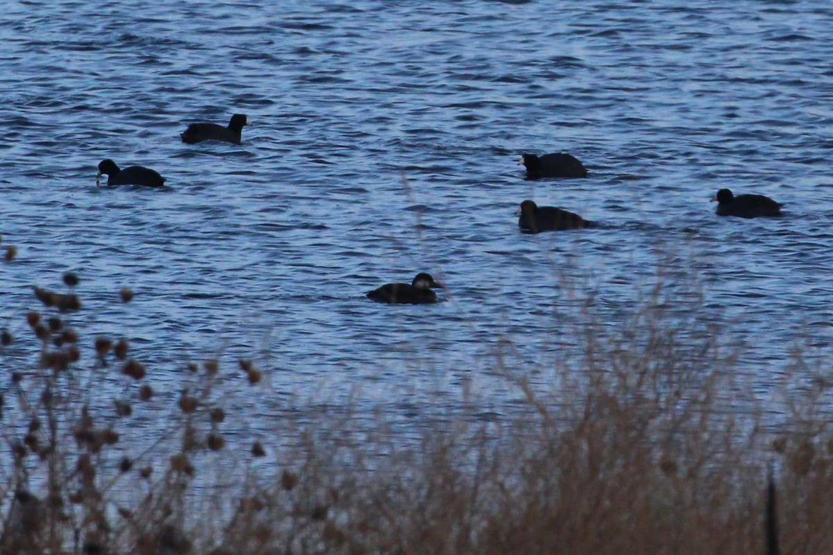 turpan žlutozobý - ML646006596