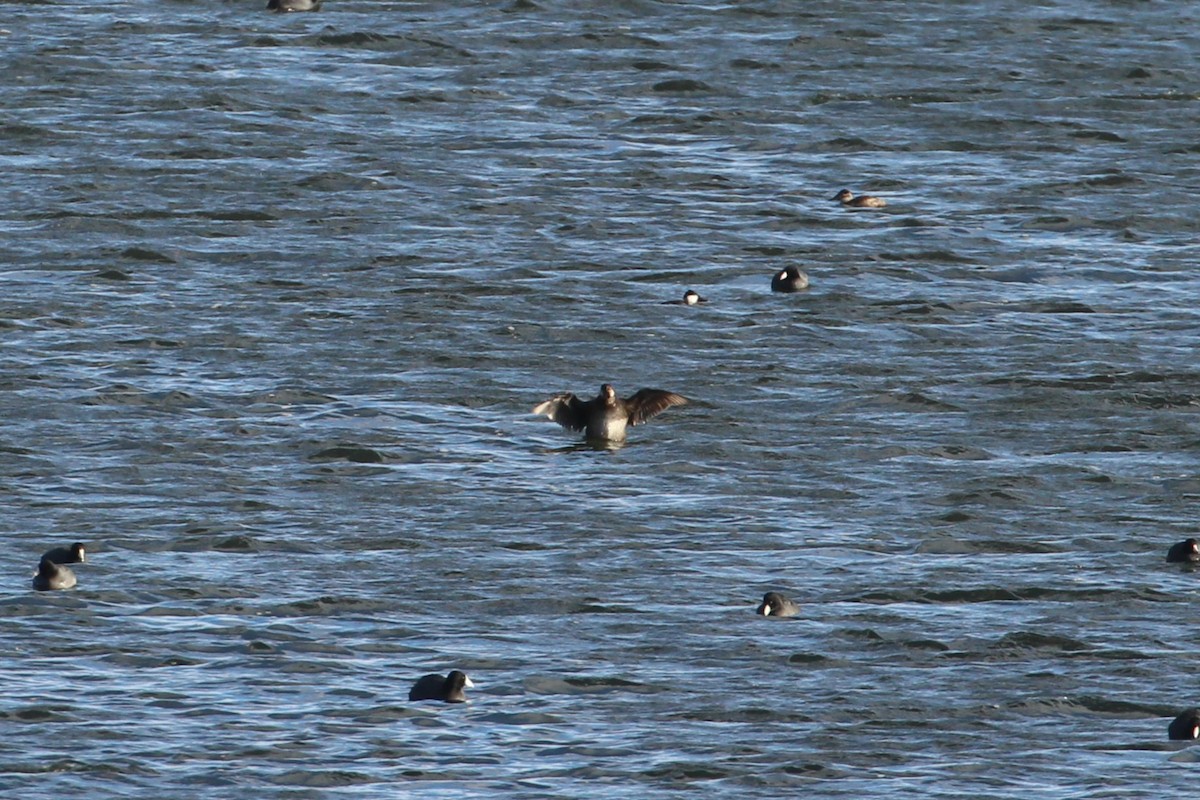 turpan žlutozobý - ML646006597