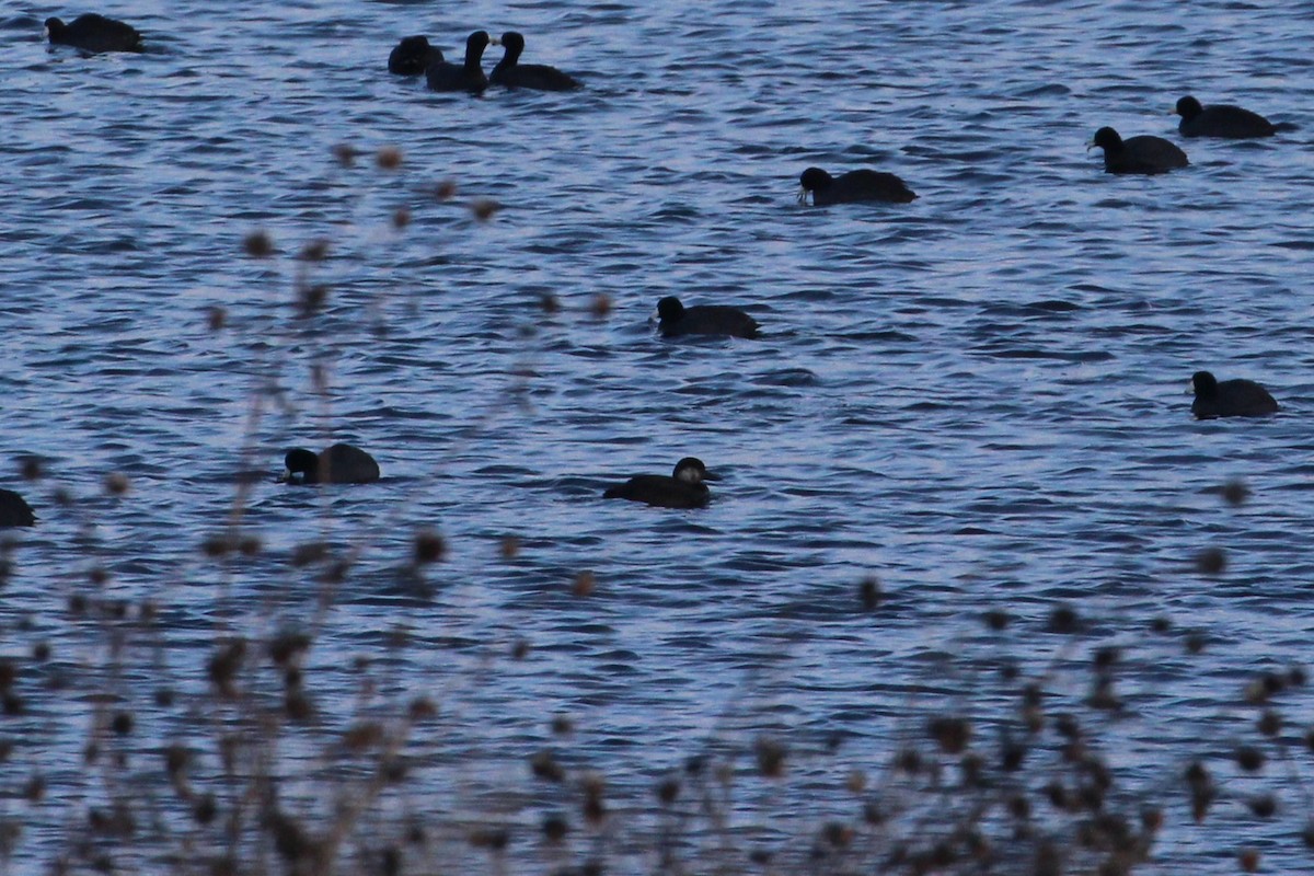 turpan žlutozobý - ML646006598