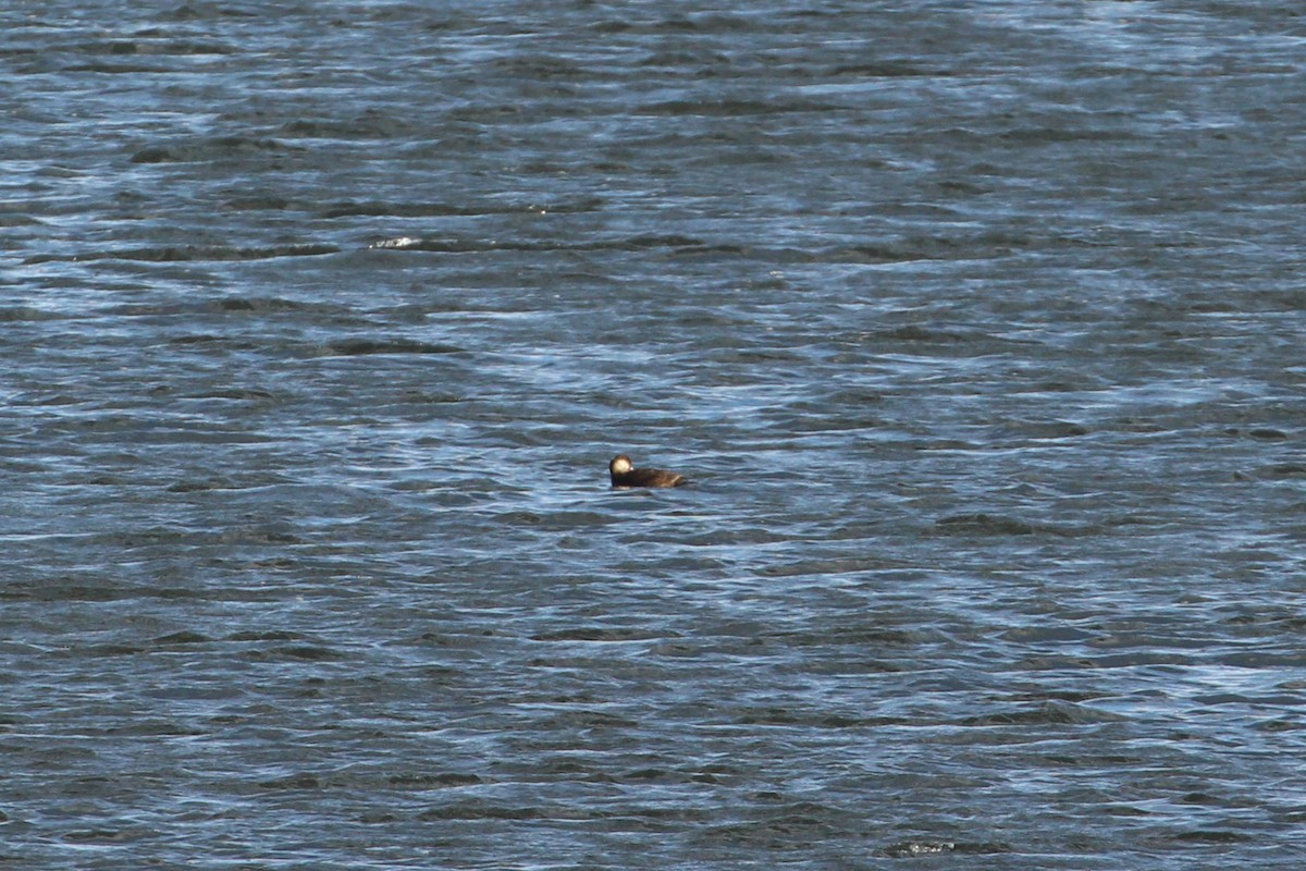 turpan žlutozobý - ML646006599