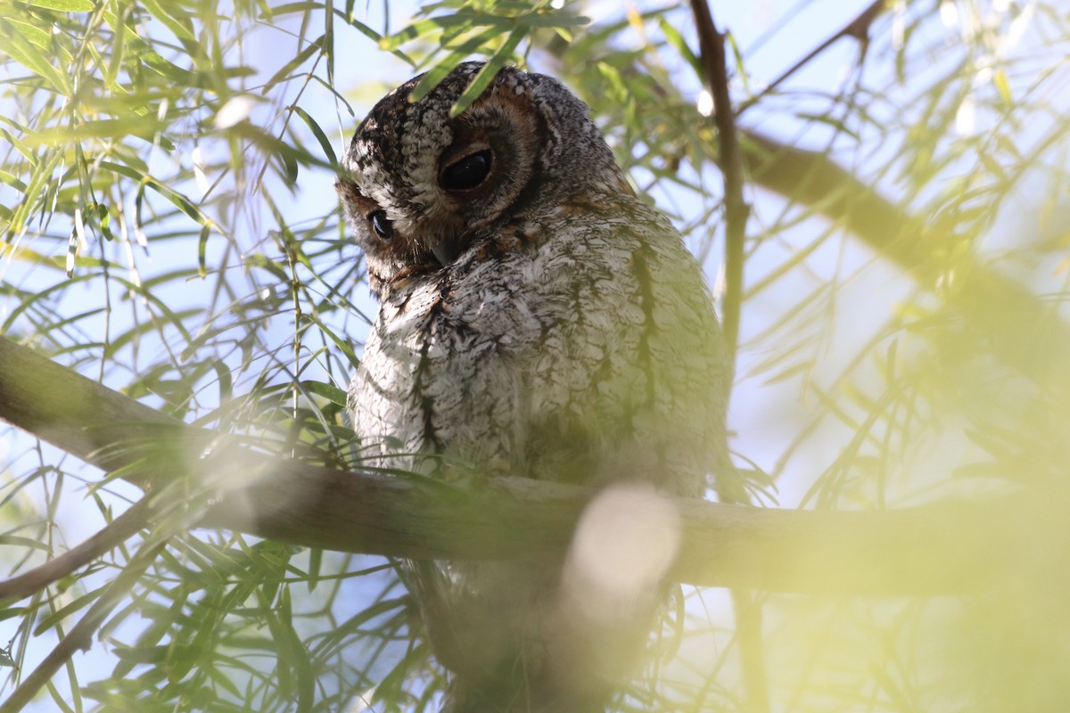 Flammulated Owl - ML646006600