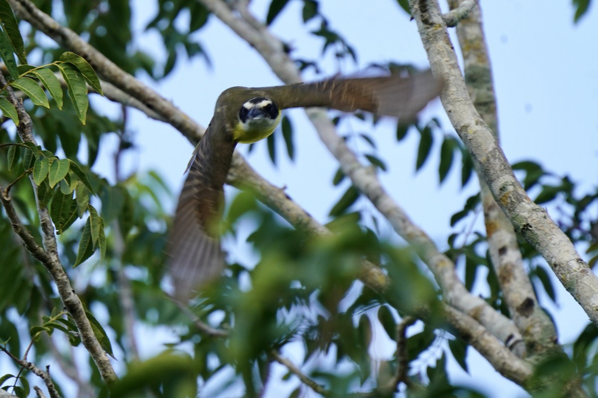 Boat-billed Flycatcher - ML646006602