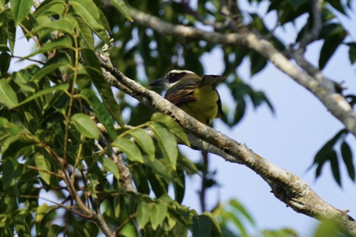 Boat-billed Flycatcher - ML646006614