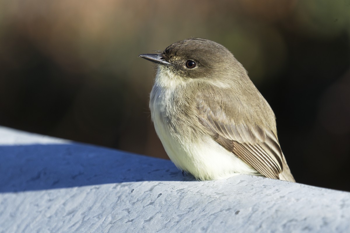 Ak Karınlı Fibi - ML646006617