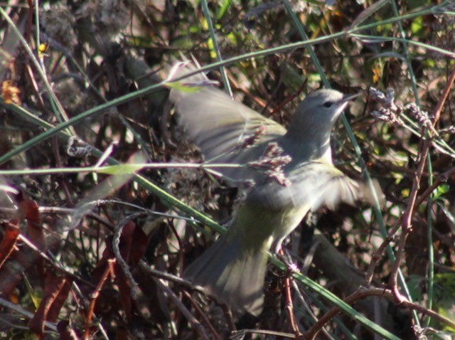 Orange-crowned Warbler - ML646006631