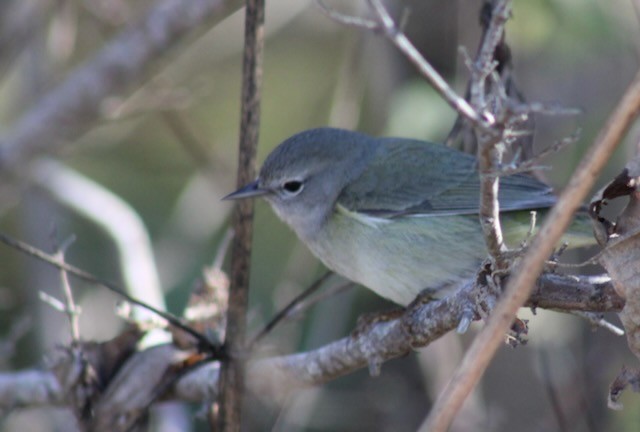 Orange-crowned Warbler - ML646006632