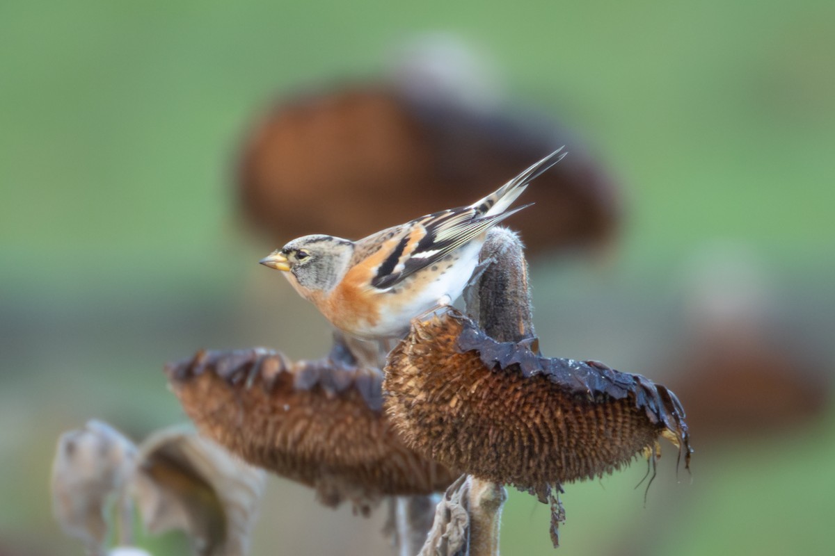 Brambling - ML646006633