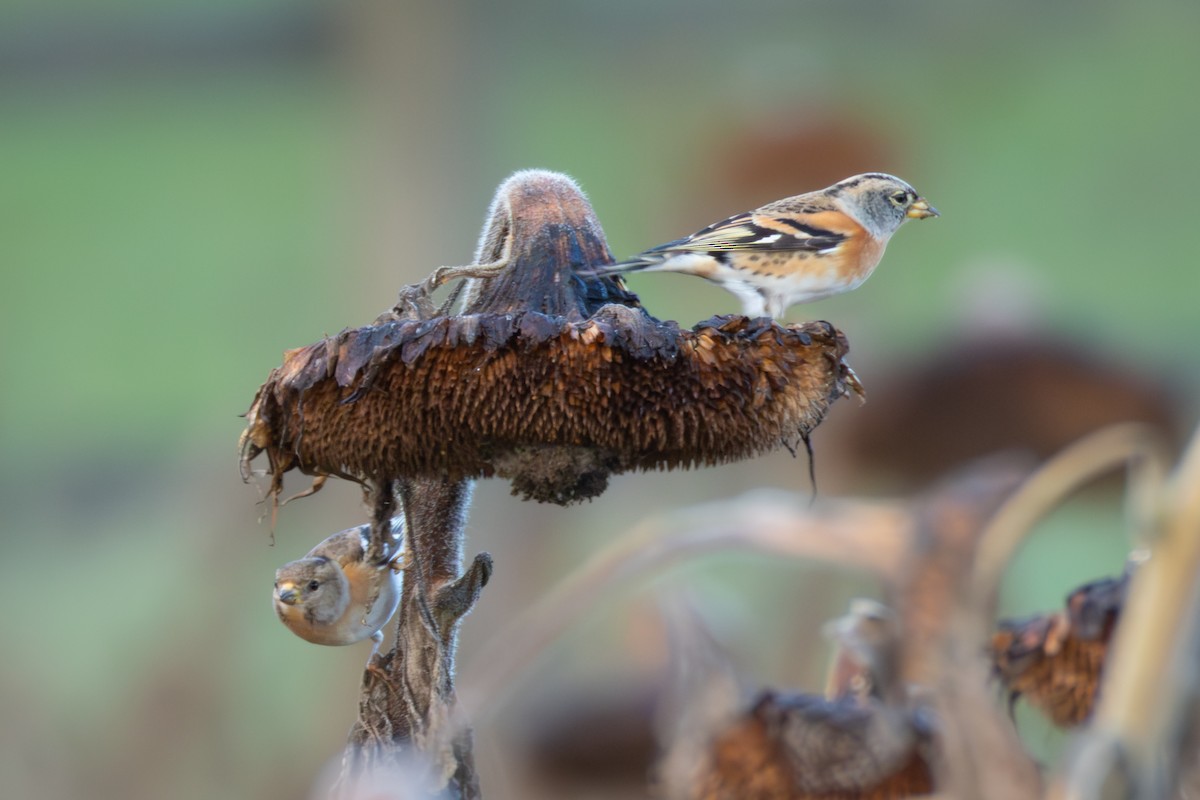 Brambling - ML646006634