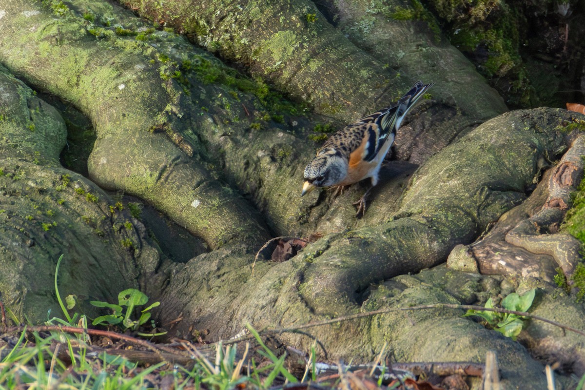 Brambling - ML646006636