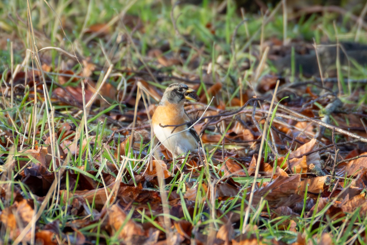 Brambling - ML646006637