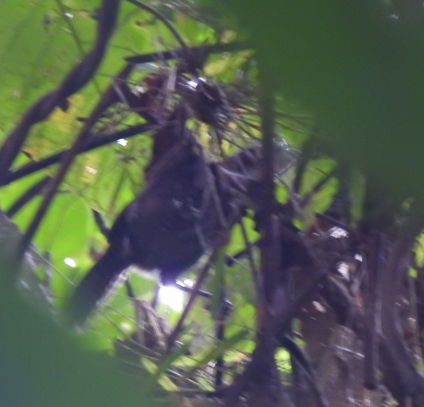 Black-bellied Wren - ML646006639