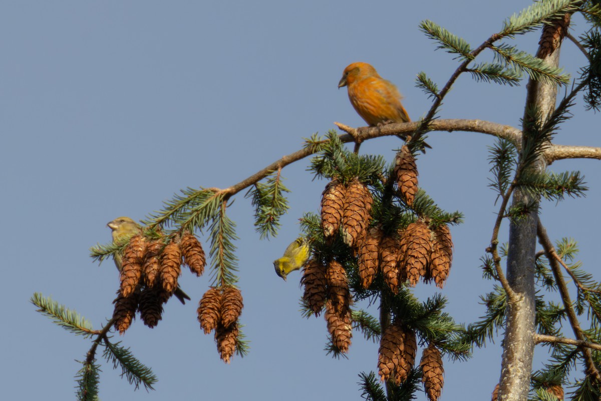 Eurasian Siskin - ML646006643
