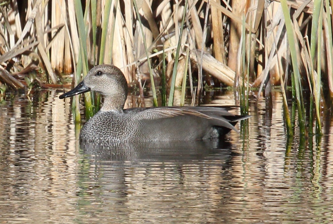 Gadwall - ML646006647