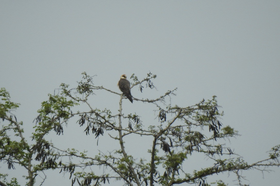 Belatz hankagorria - ML646006649