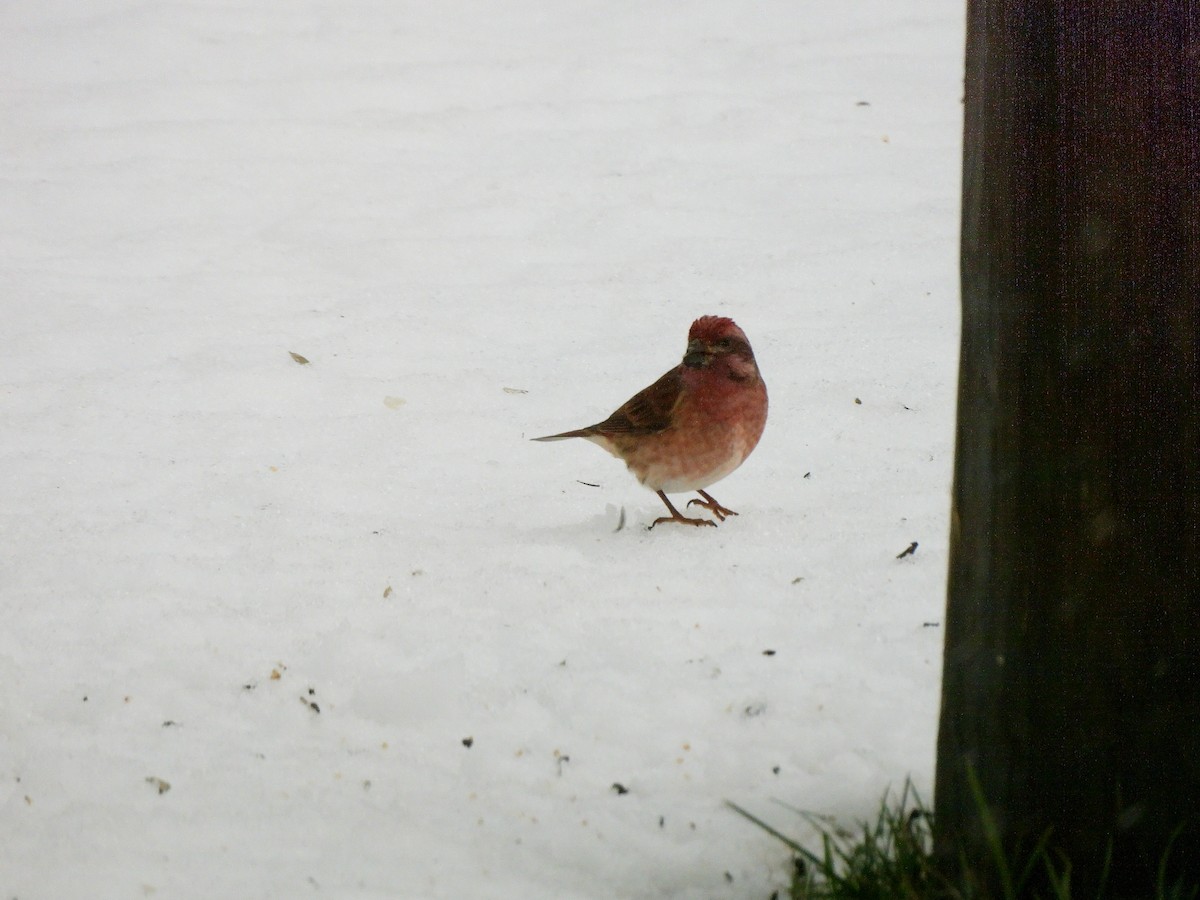 ムラサキマシコ - ML646006650